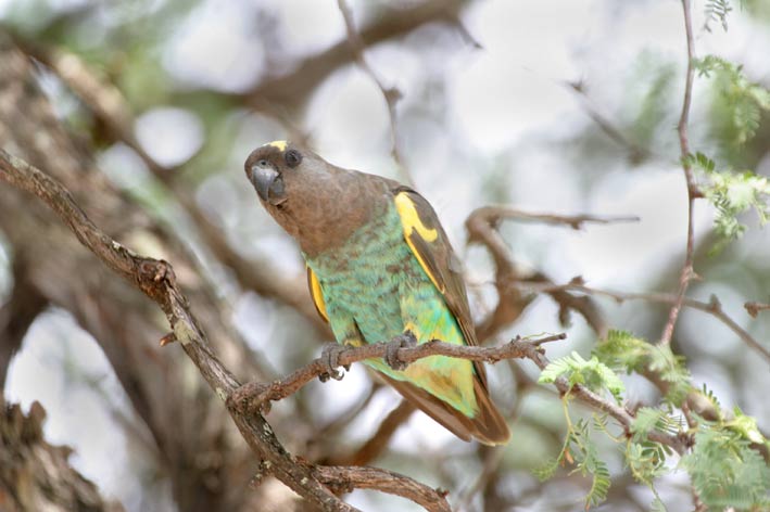 Vogel foto: Poicephalus meyeri / Meyers Papegaai / Meyer's Parrot
