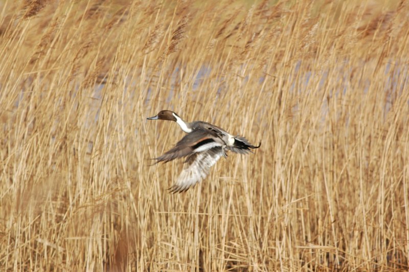 Vogel foto: Anas acuta / Pijlstaarteend / Nothern Pintail