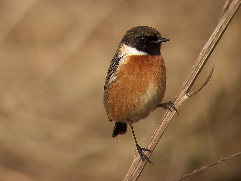 Vogel foto: Saxicola torquata / Roodborsttapuit / Stonechat