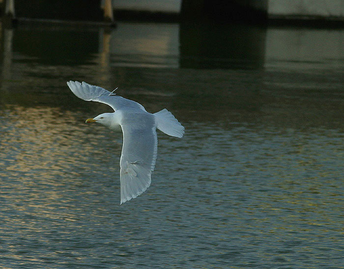 Bird picture: Larus Hyperboreus / Grote Burgemeester / Glaucous Gull