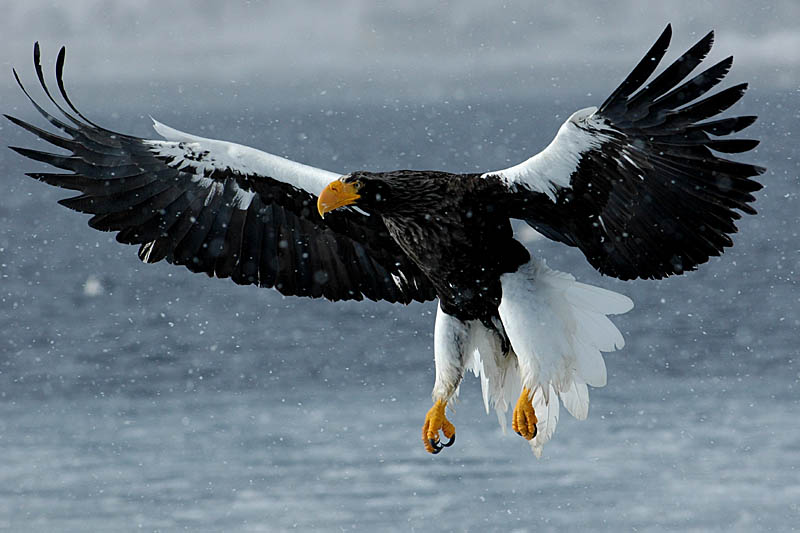 Vogel foto: Haliaeetus pelagicus / Stellers zeearend / Steller's Sea-Eagle