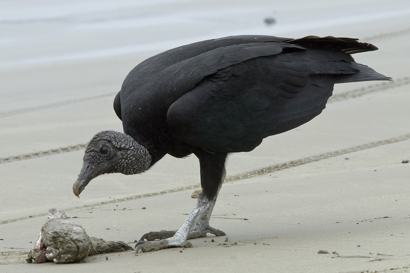 Bird picture: Coragyps atratus / Zwarte Gier / Black Vulture