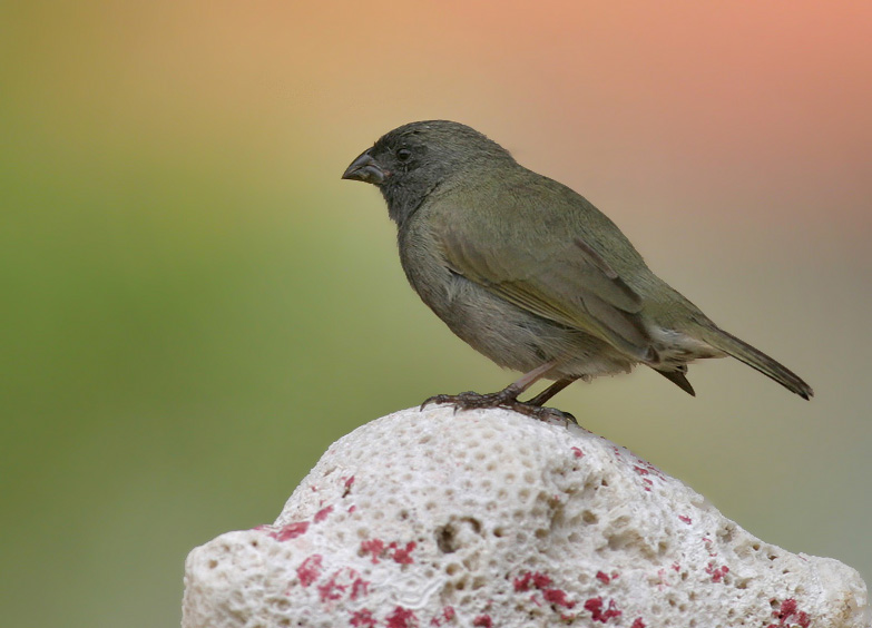 Bird picture: Tiaris bicolor / Maskergrondvink / Black-faced Grassquit