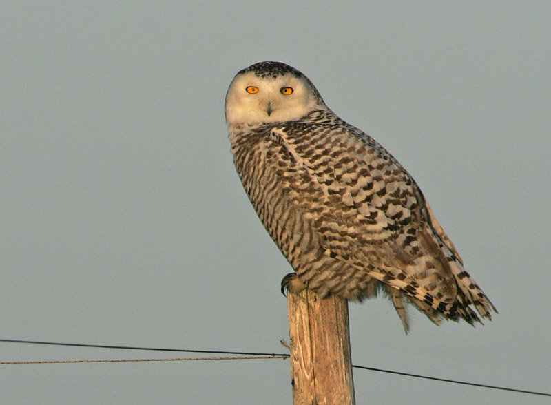 Vogel foto: Bubo scandiacus / Sneeuwuil / Snowy Owl