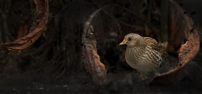 Bird picture: Porzana porzana / Porseleinhoen / Spotted Crake
