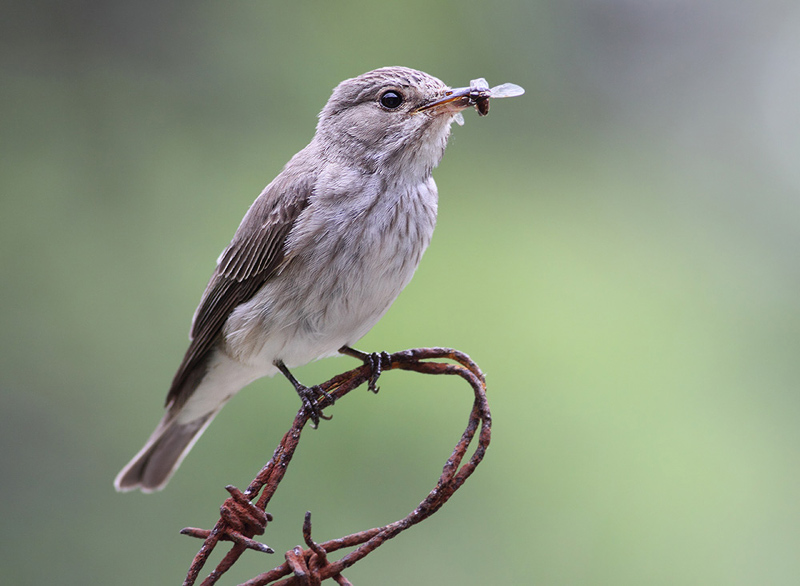 Bird picture: Muscicapa striata / Grauwe Vliegenvanger / Spotted Flycatcher