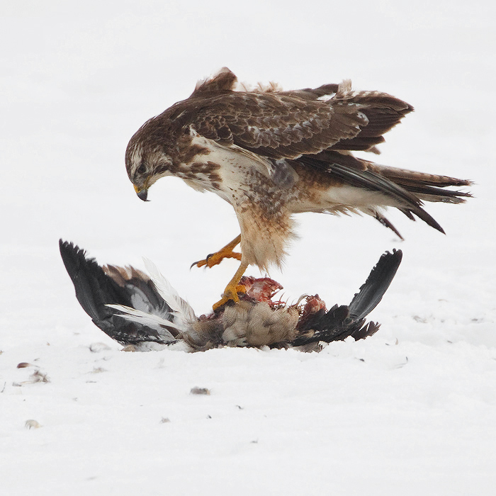 Bird picture: Buteo buteo / Buizerd / Buzzard