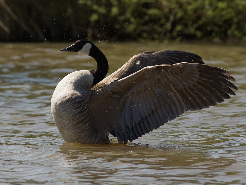 Bird picture: Branta hutchinsii minima / Kleine Canadese Gans / Hutchin�s Canada goose