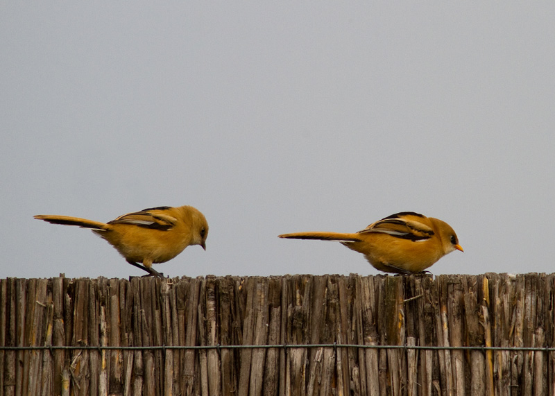 Bird picture: Panurus biarmicus / Baardman / Bearded Tit