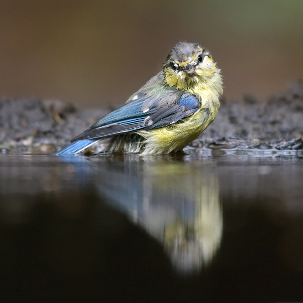 Bird picture: Parus caeruleus / Pimpelmees / Blue Tit