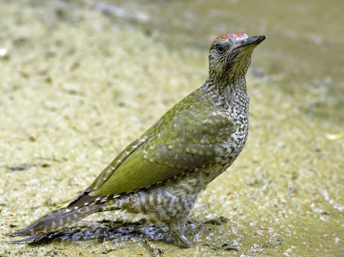 Bird picture: Picus viridis / Groene Specht / Green Woodpecker
