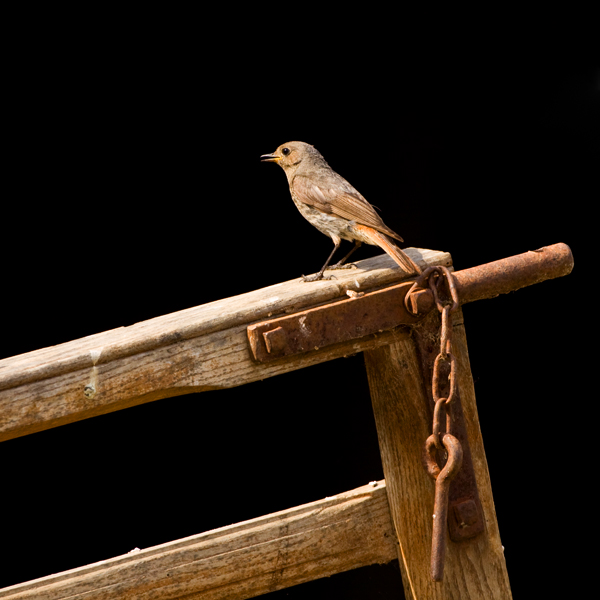 Bird picture: Phoenicurus ochruros / Zwarte Roodstaart / Black Redstart