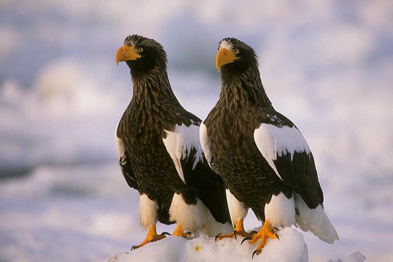 Vogel foto: Haliaeetus pelagicus / Stellers zeearend / Steller's Sea-Eagle