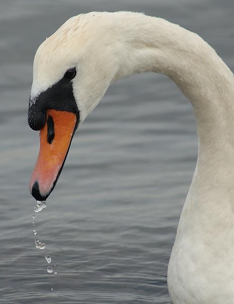 Bird picture: Cygnus olor / Knobbelzwaan / Mute Swan