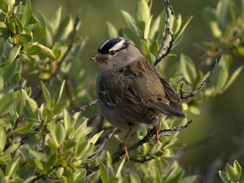 Bird picture: zonotrichia leucophrys / witkruingors / white-crowned sparrow