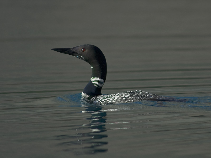 Bird picture: gavia immer / ijsduiker / great northern diver-common loon