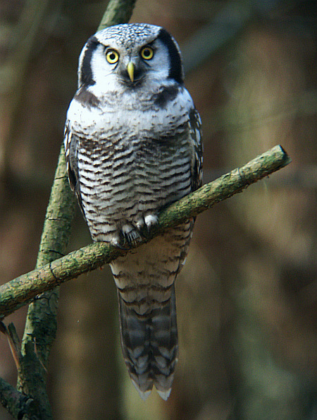 Bird picture: Surnia ulula / Sperweruil / Northern Hawk-Owl