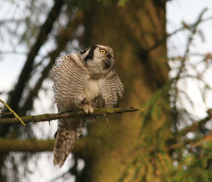 Bird picture: Surnia ulula / Sperweruil / Northern Hawk-Owl
