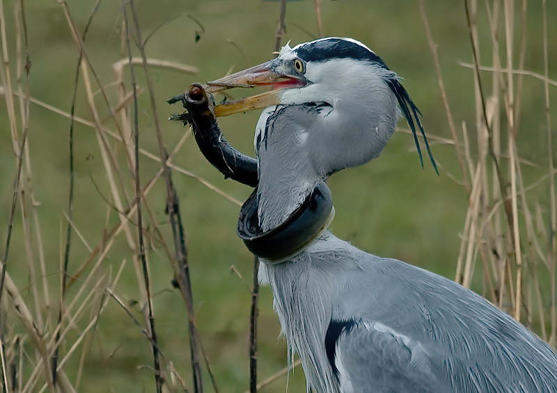 Bird picture: Ardea cinerea / Blauwe Reiger / Grey Heron