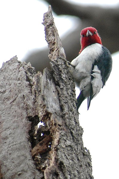 Bird picture: Melanerpes erythrocephalus /  / Red-headed Woodpecker