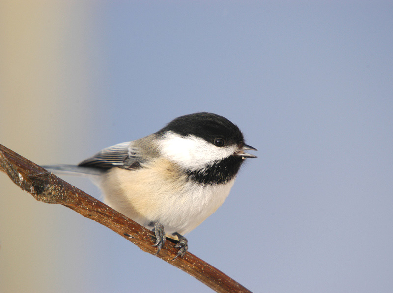 Bird picture: Parus atricapillus / Amerikaanse Matkop / Black-capped Chickadee