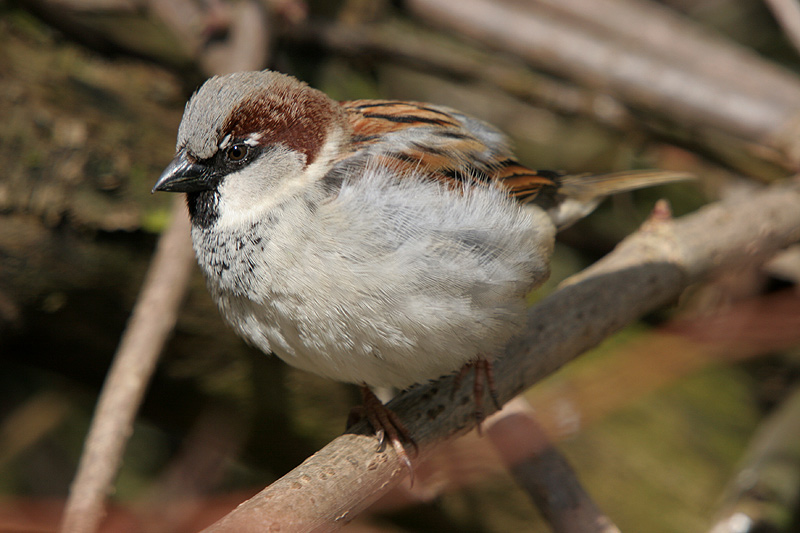 Bird picture: Passer domesticus / Huismus / House Sparrow