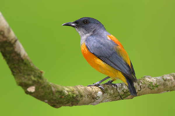 Bird picture: Dicaeum trigonostigma / Oranjebuik-honingvogel / Orange-bellied Flowerpecker