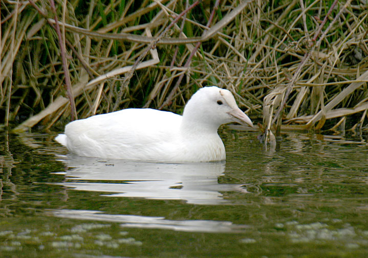 Bird picture: Fulica atra / Meerkoet / Coot