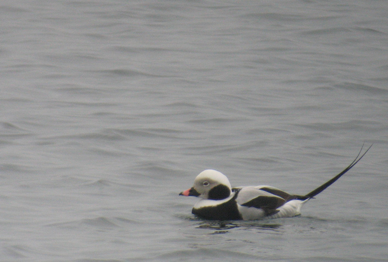 Bird picture: Clangula hyemalis / IJseend / Long-tailed Duck