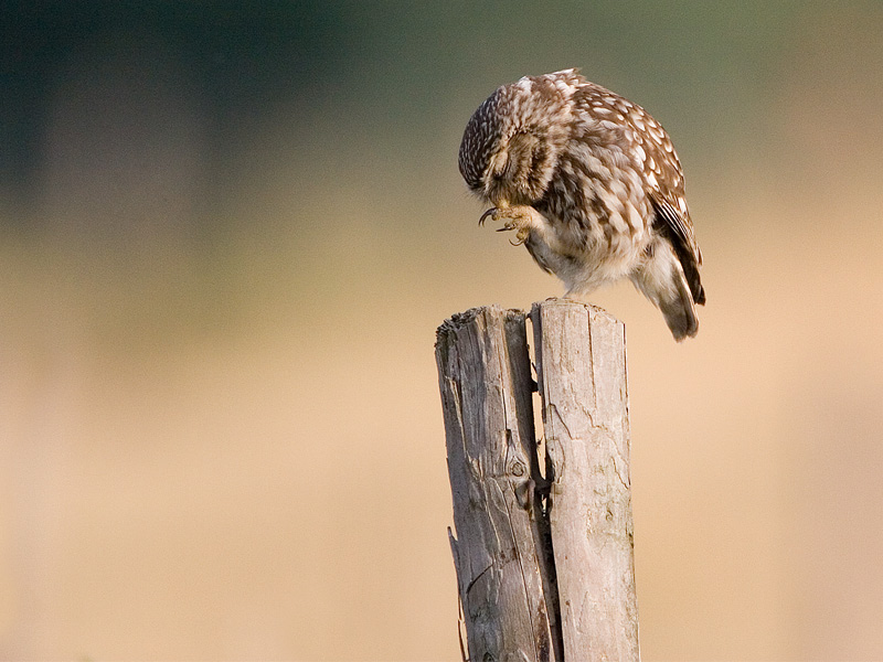 Vogel foto: Athene noctua / Steenuil / Little owl
