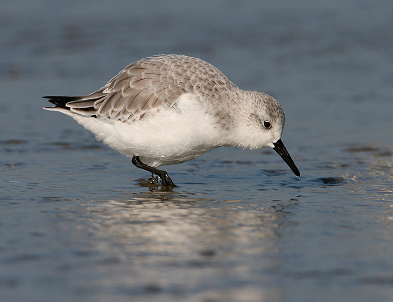Vogel foto: Calidris alba / Drieteenstrandloper / Sanderling
