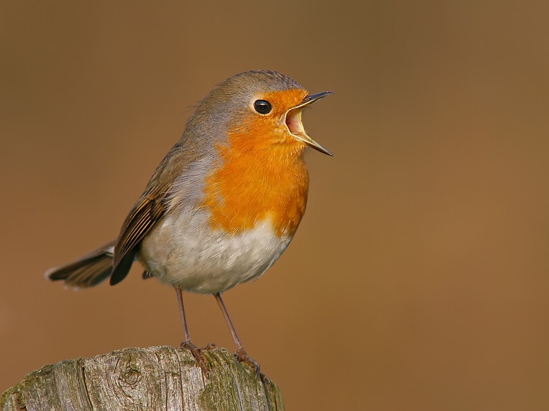 Bird picture: Erithacus rubecula / Roodborst / European Robin