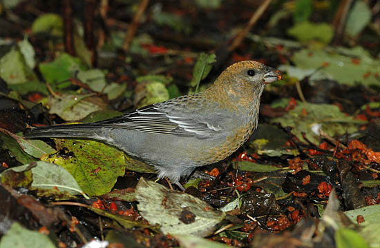 Bird picture: Pinicola enucleator / Haakbek / Pine Grosbeak