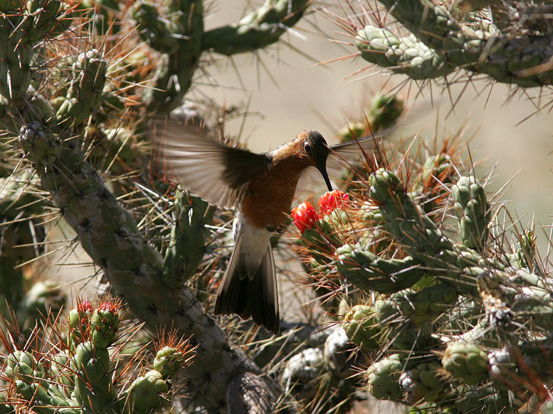 Vogel foto: Patagona gigas / Reuzenkolibrie / Giant Hummingbird