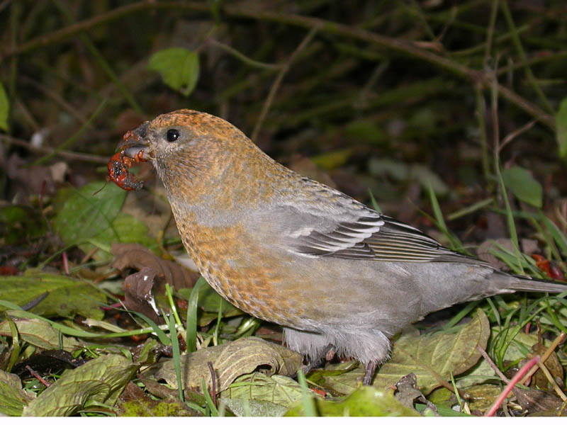 Bird picture: Pinicola enucleator / Haakbek / Pine Grosbeak