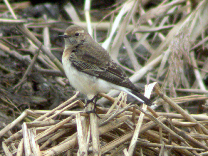 Bird picture: Oenanthe pleschanka / Bonte Tapuit / Pied Wheatear
