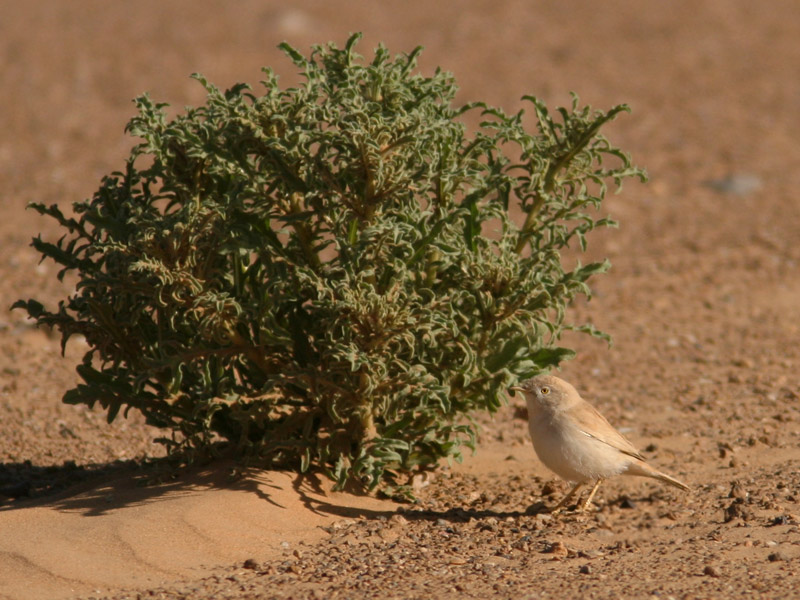 Bird picture: Sylvia deserti / Afrikaanse Woestijngrasmus / African desert warbler