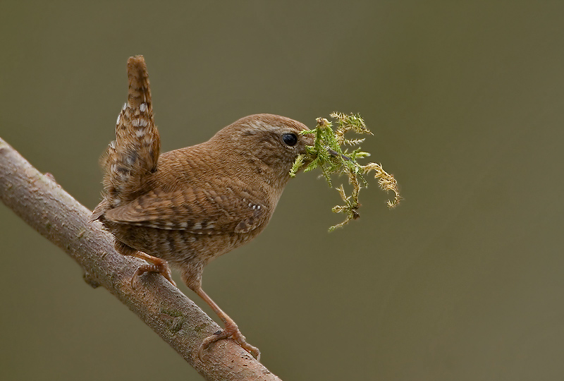 Vogel foto: Troglodytes troglodytes / Winterkoning / Wren