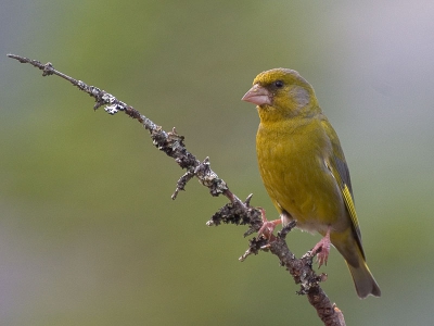 Gemaakt met canon eos 10d en 100-400mm lens.