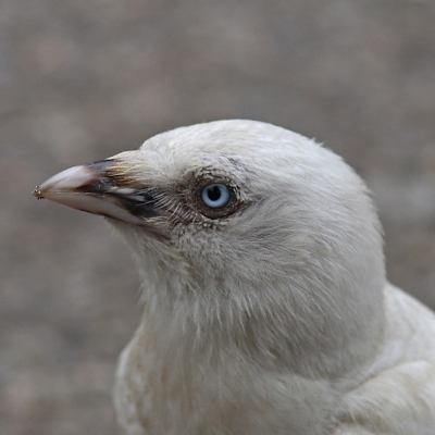 De 'ino' Kauw van Leiderdorp.