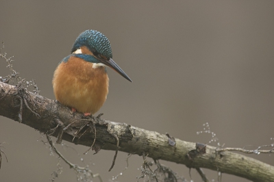 Deze ijsvogel bekijkt met interesse de visjes die onder haar door zwemmen. 

Canon EOS 10D met EF 300/2.8 L USM op F 4.0, 1/125 sec, ISO 400, RAW, -1/2 stop