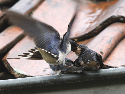 Vlak boven ons hoofd een paar jongen in de dakgoot, nog nat van de regen, die om het hardst schreewden als een van de ouders langs kwam. Hier staat n van de ouders half op het ene jong terwijl het andere gevoerd wordt.

Canon-20D, 250mm (400mm lens), ISO-400, F5.6, 1/250 sec.