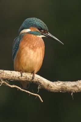 Een ijsvogel geniet van een sprankje zon na een regenbui

Canon EOS 10D met EF 300/2.8 L USM, 1/350 sec. F5.6