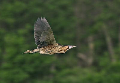 Foto genomen met een Canon EOS 1D met 500/4 IS.