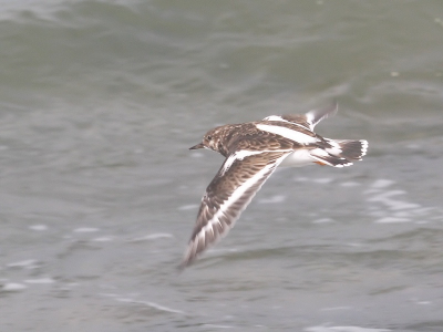 Het zijn kleine en erg snelle vogeltjes en in de vlucht fotograferen is dus niet simpel...  Het weer was ook wat somber en dan boven een grijze zee vind ik het resultaat dus absoluut niet slecht. Heb de korrel wel wat moeten korrigeren later.

Canon-20D, ISO-400, F10, 100-400mm telelens (op 190 mm), 1/800 sec.