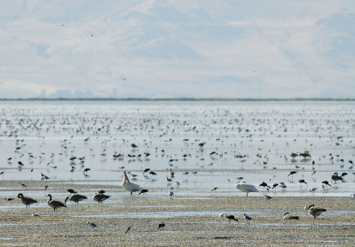 Bear River Migratory Bird Refuge