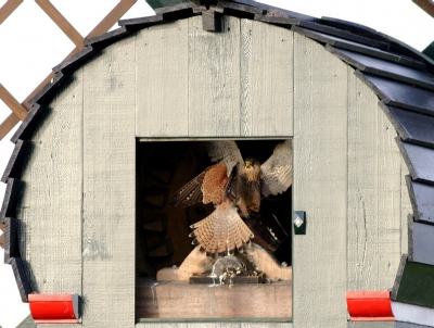 De luik van deze spinnenkopmolen ontbreekt een tijdje en de plaatselijke torenvalken maken daar nu gretig gebruik van. Ik hoorde een vogel vanuit de kop roepen en op een gegeven moment kwam een tweede een kijkje nemen. Blijkbaar is het echter nog een beetje vroeg voor het echte liefde want hij (tenminste dat neem ik aan) was niet bepaald welkom. Wat de vogels betreft is dit geen geslaagde foto, maar ik vind het kijkdoos effect zelf wel wat hebben. Ik ben benieuwd of anderen die mening met mij delen. 400mm; ISO 200; 1/250 (wel een beetje krapjes); f5.6; +2/3 stop; uit de hand