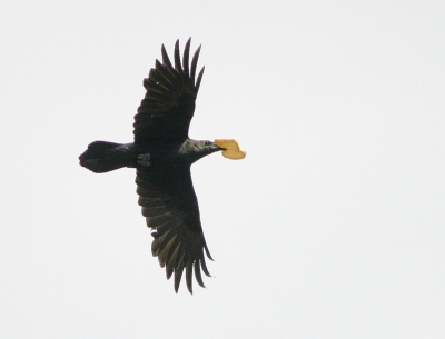 Nog een onderaanzicht, maar nu vanuit Nederland. Toen deze raaf kwam aanvliegen zag ik dat het iets in zijn snavel had maar pas toen ik de fotos bekeek zag ik wat het was. Hierna cirkelde hij naar grote hoogte alvorens weer een glijvlucht te maken richting de Hoge Veluwe waar hij het afleverde als klinkend bewijs dat hij in staat was het brood op tafel te krijgen. 400mm; ISO 200; 1/800; f5,6; (+ 1 2/3 stop compensatie); uit de hand