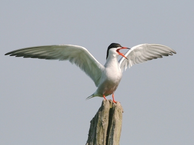 Visdieven zijn prachtige vogels maar ze kunnen ook vreselijke schreeuwlelijken zijn. 400mm; ISO 200; 1/1600; f6,3; uit de hand