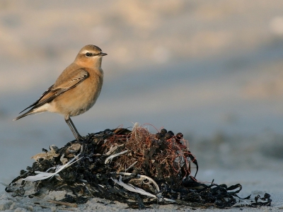 Hier is de nieuwe uitsnede met vogel meer naar links. Is dit mooier?